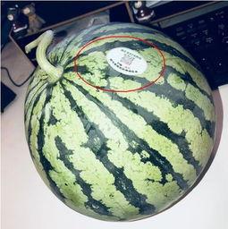 广西吃瓜网红,揭秘当地美食风潮背后的故事 第1张 广西吃瓜网红,揭秘当地美食风潮背后的故事 第1张