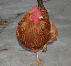 叫了只鸡最新爆料视频,揭秘视频背后的惊人真相! 第3张 叫了只鸡最新爆料视频,揭秘视频背后的惊人真相! 第3张